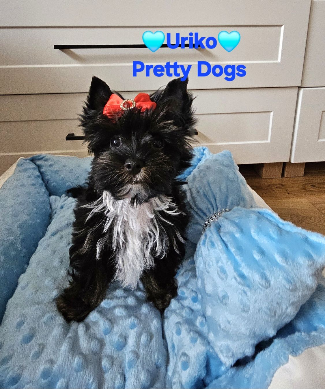 York piesek Yorkshire terrier