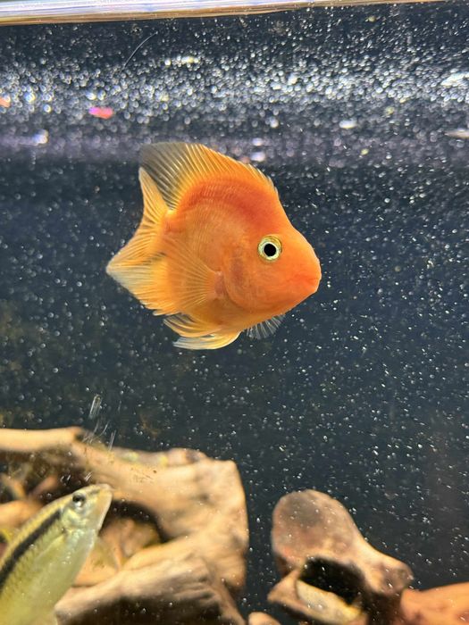 Zamienie pielegnice papuzia