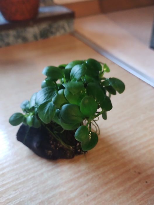 Anubias Na Petit