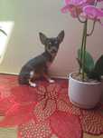 Chihuahua Suczka