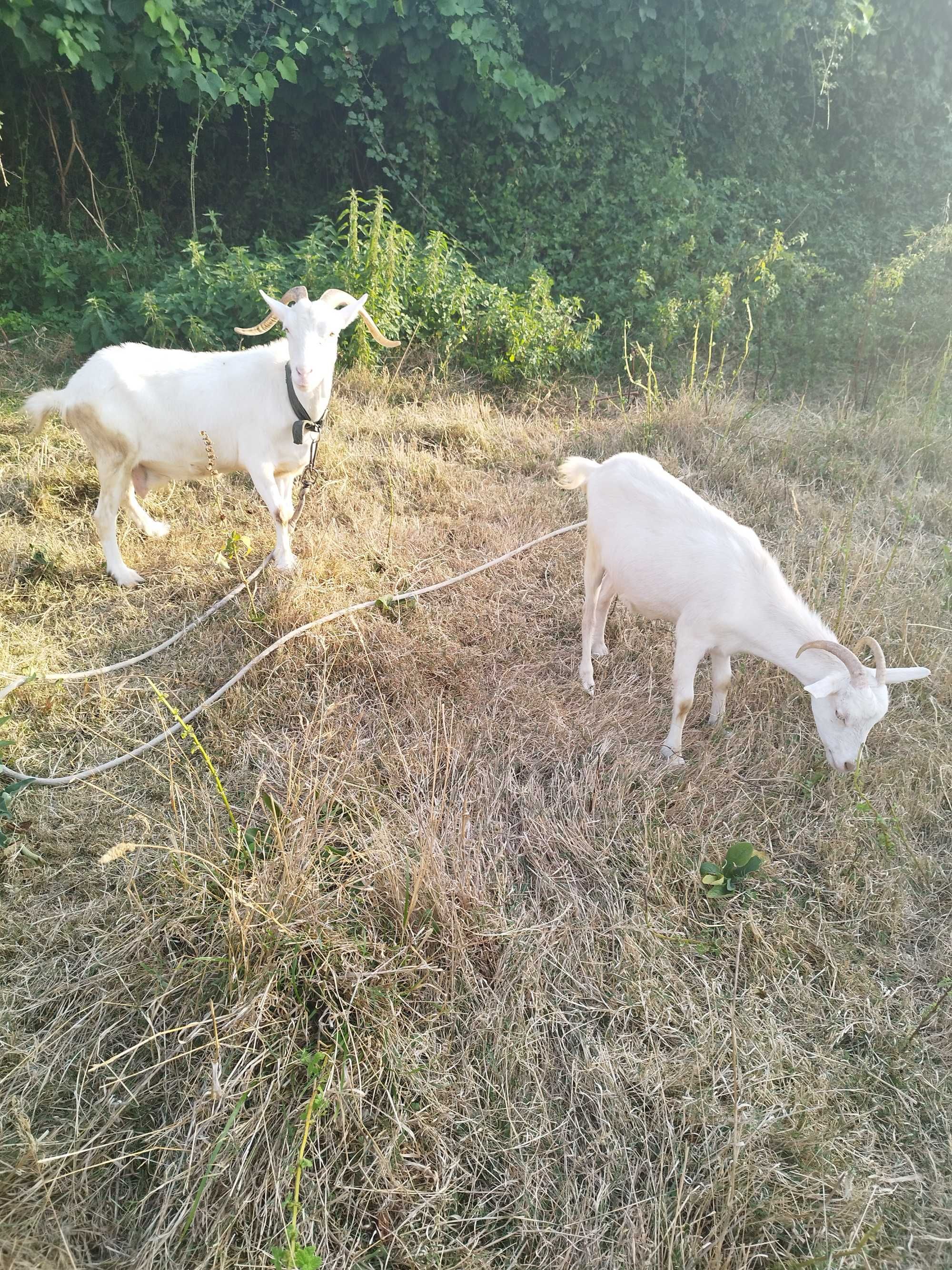 2 cabras mãe e filha