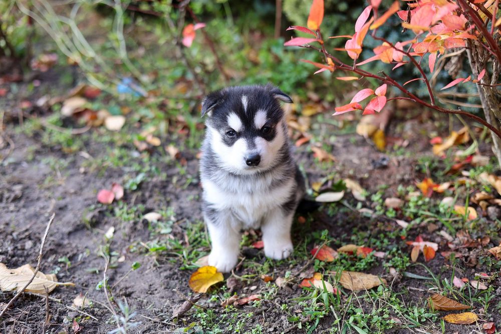 Piękny Szczeniaczek Siberian Husky z dokumentami i rodowodem