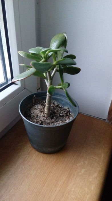 Grubosz, drzewko szczęścia