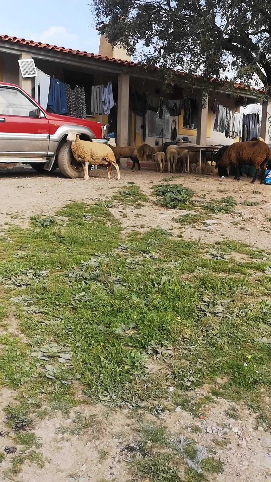 Venda de Quinta no Alentejo