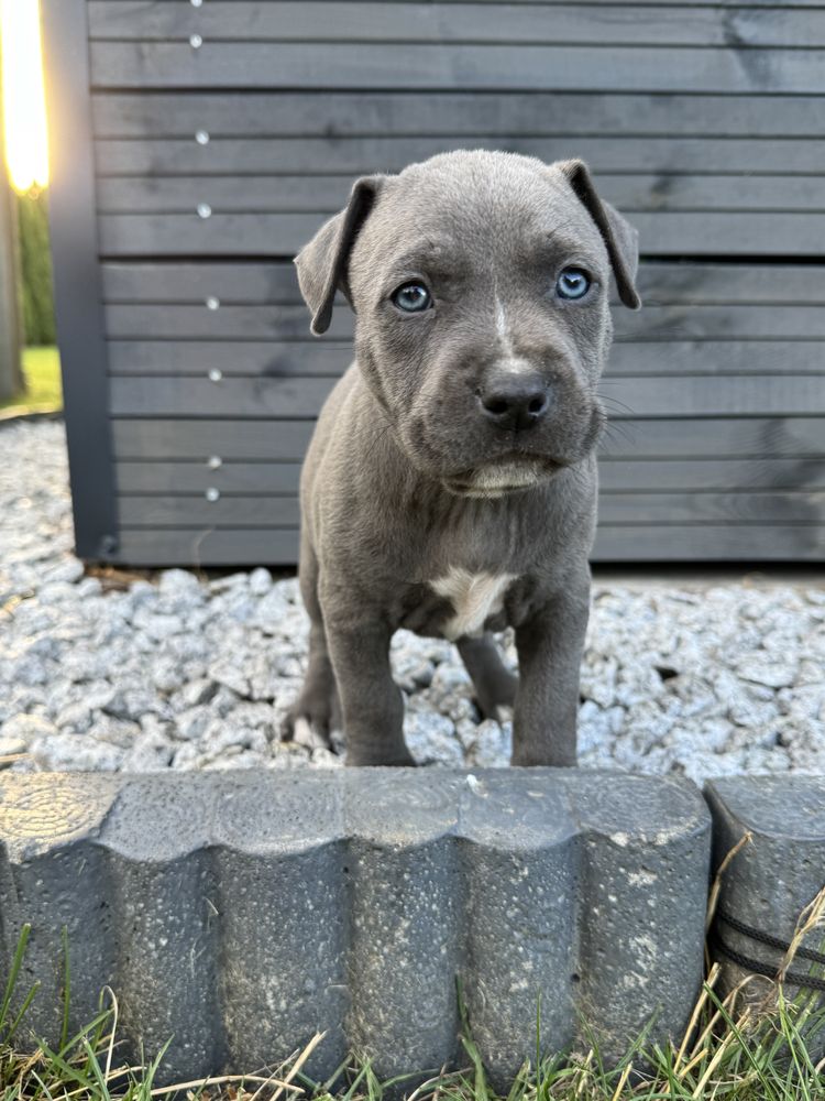 Rezerwacja Szczeniak Amstaff