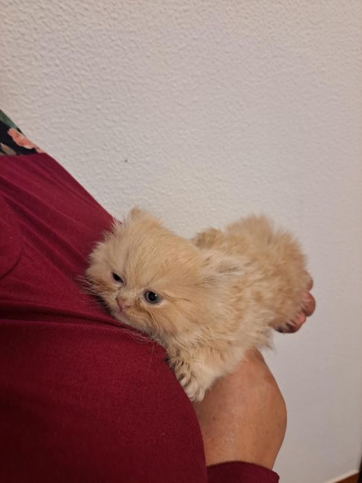 Gatinho persa lindo amarlinho