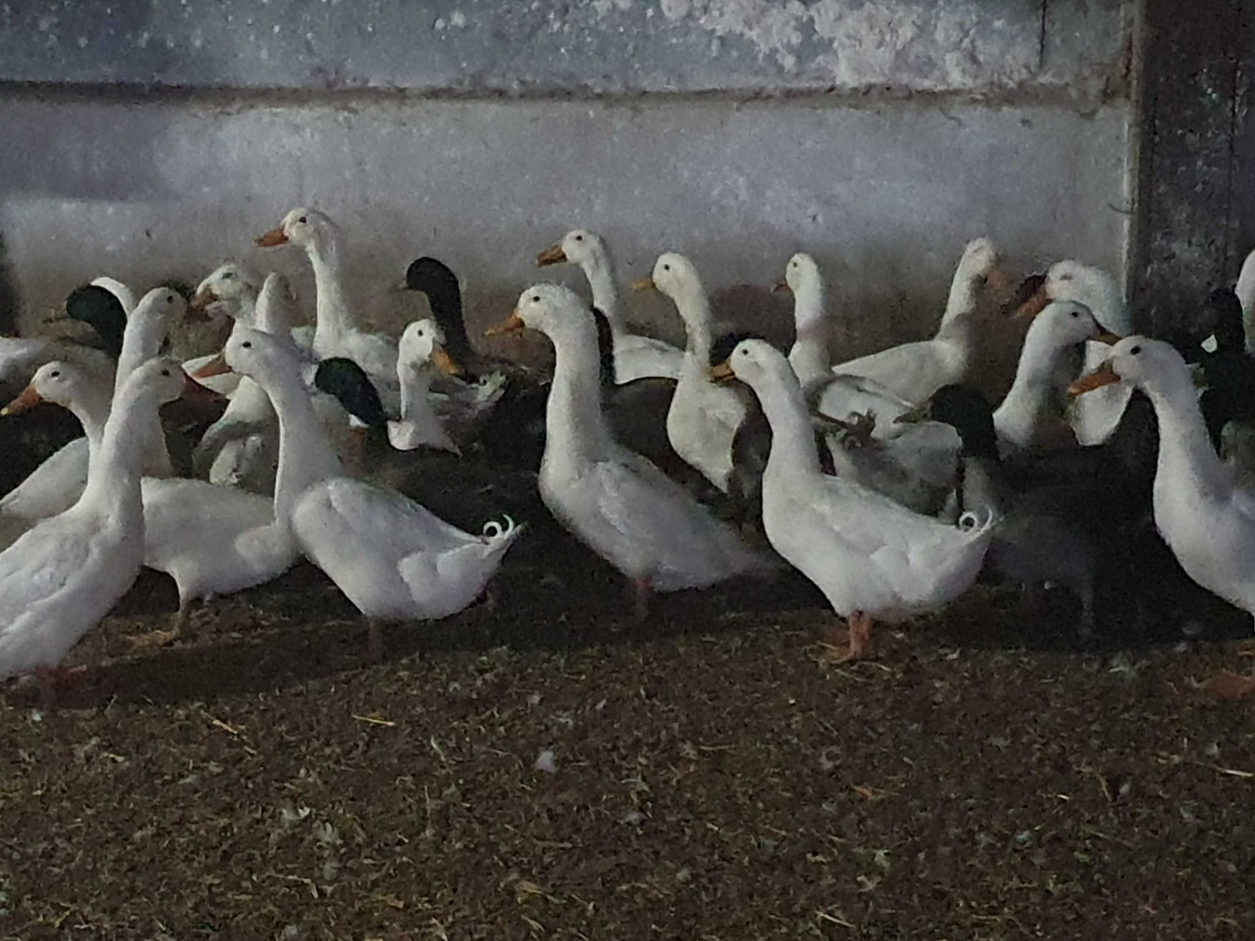 Sprzedam kaczki (kaczorki) rasy biały Pekin i kolorowe (ozdobne)