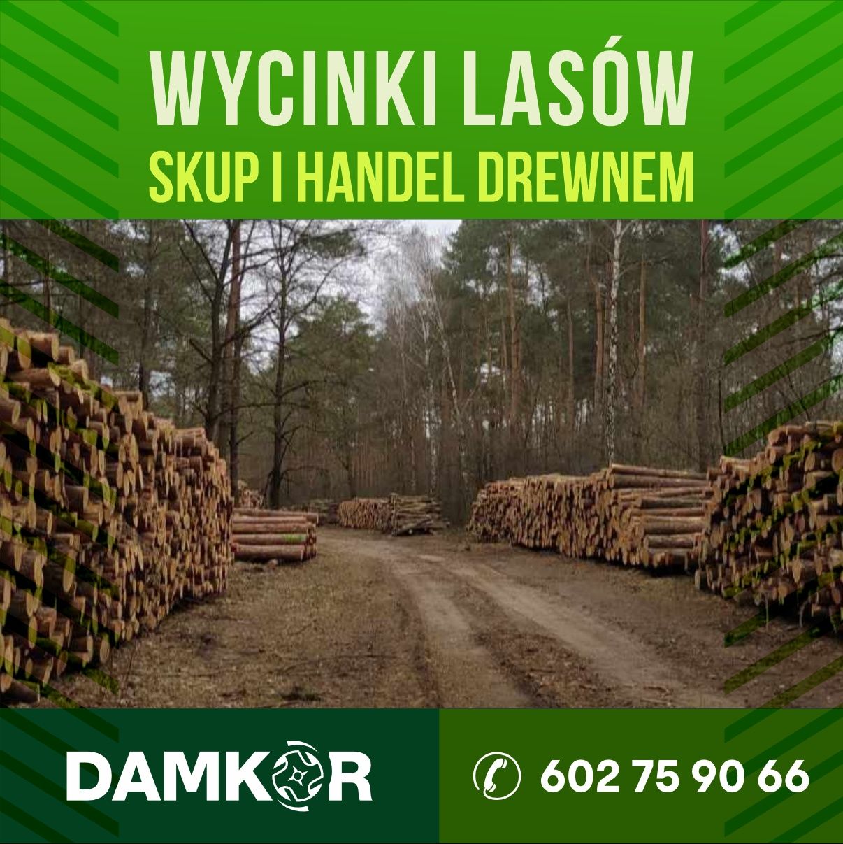 Wycinki lasów samosiejek rekultywacja