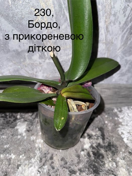 Орхідея домашня з дітками, квітоносами