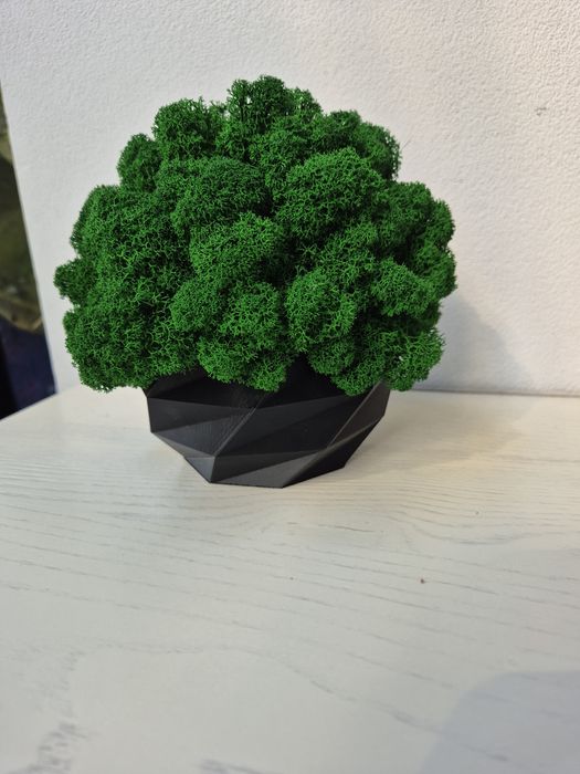 Chrobotek w doniczce ciemna zieleń 18cm