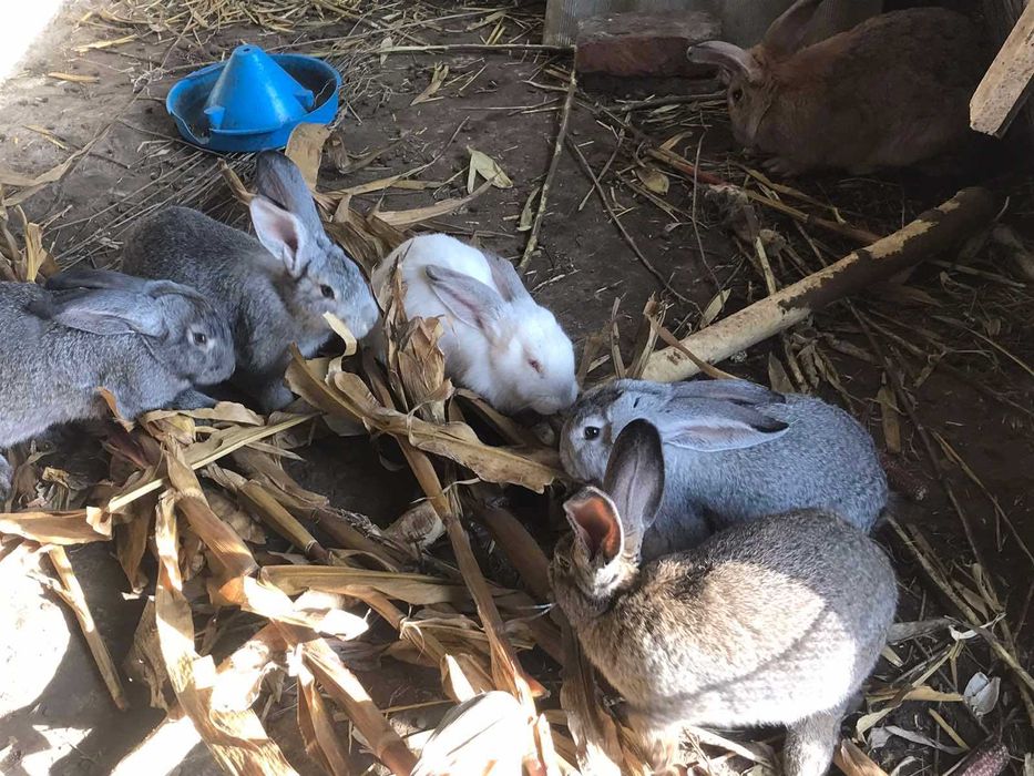 Продам дорослих кролів на плем"я та молодняк.