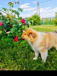 Owczarek Szkocki Collie