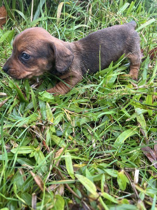 Menino teckel miniatura