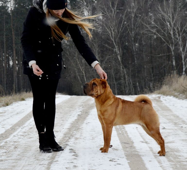 Szczenię Shar pei FCI