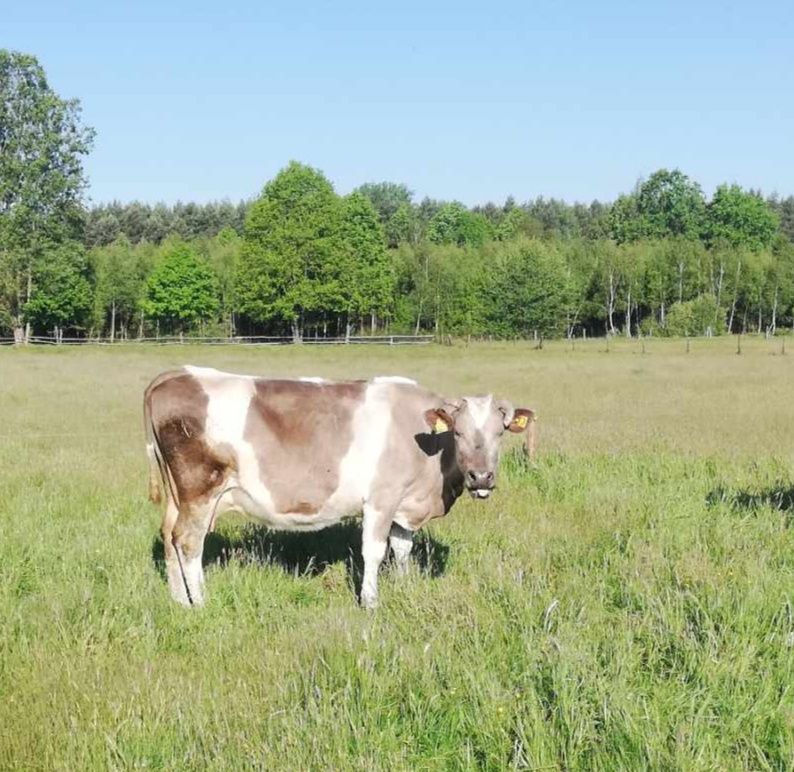 Sprzedam krowę, krowa mleczna