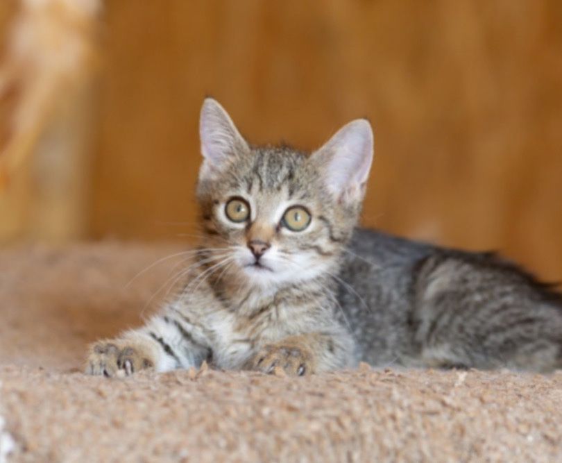 Малышка Малибу, 9 мес, кошечка милашка