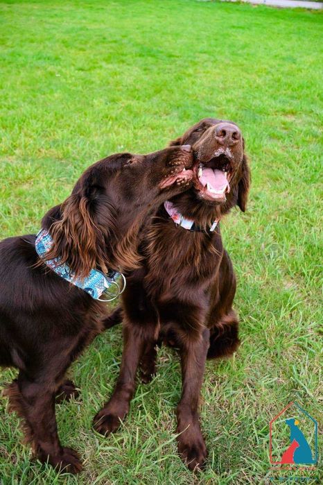 Piękna, duża w typie rasy, pełna radości życia i miłości do ludzi