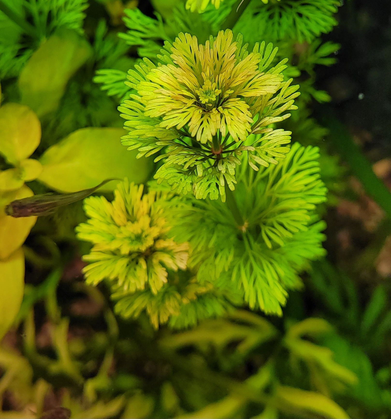 Limnophila sessiliflora Limnofila bezszypułkowa WYSYŁKA