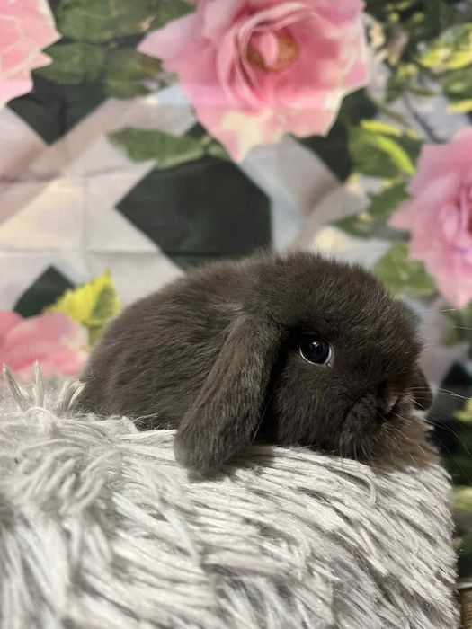 Króliczki Mini Lopki