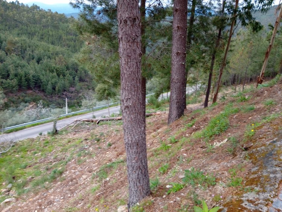 Terreno rústico na aldeia de Ladeira