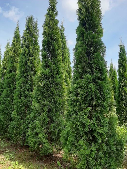 tuja tuje Szmaragd szmaragdowa 250-270 cm