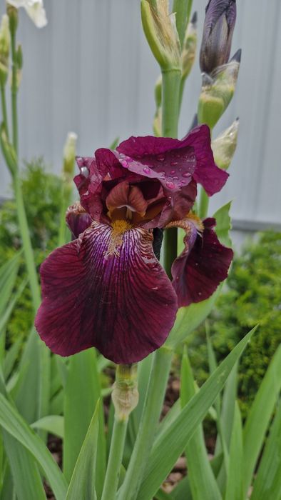 Іриси, півники, квіти садові багаторічні