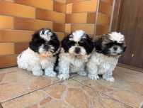 Szczeniak Shih Tzu