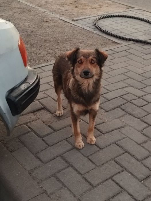 Цуценята шукають дім