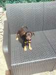 Pinscher 3 meses macho