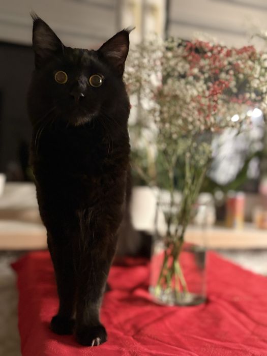 Maine Coon hodowlana – chętnie nawiążę współpracę (rodowód SHARPIK)