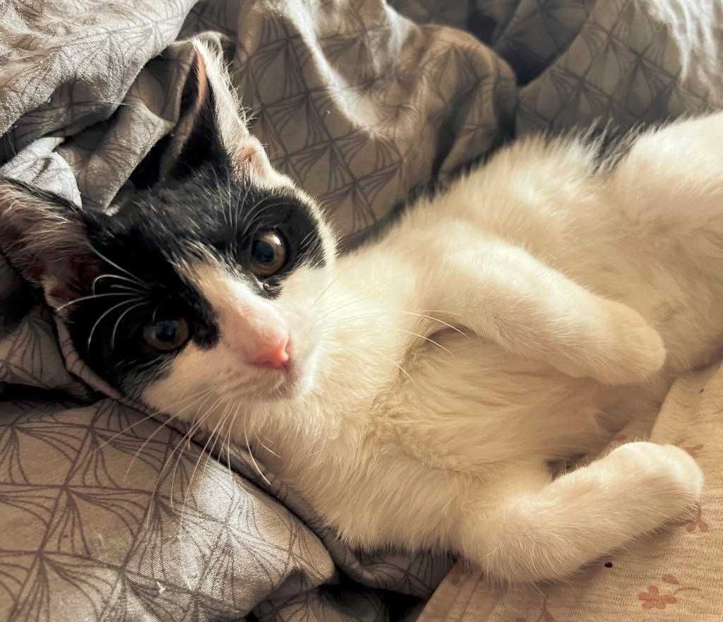 MIni - wyjątkowa półroczna kotka z trudnym startem w życie do adopcji