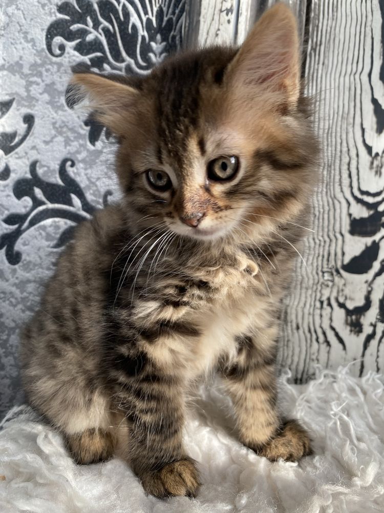 Котик сибірського окрасу
