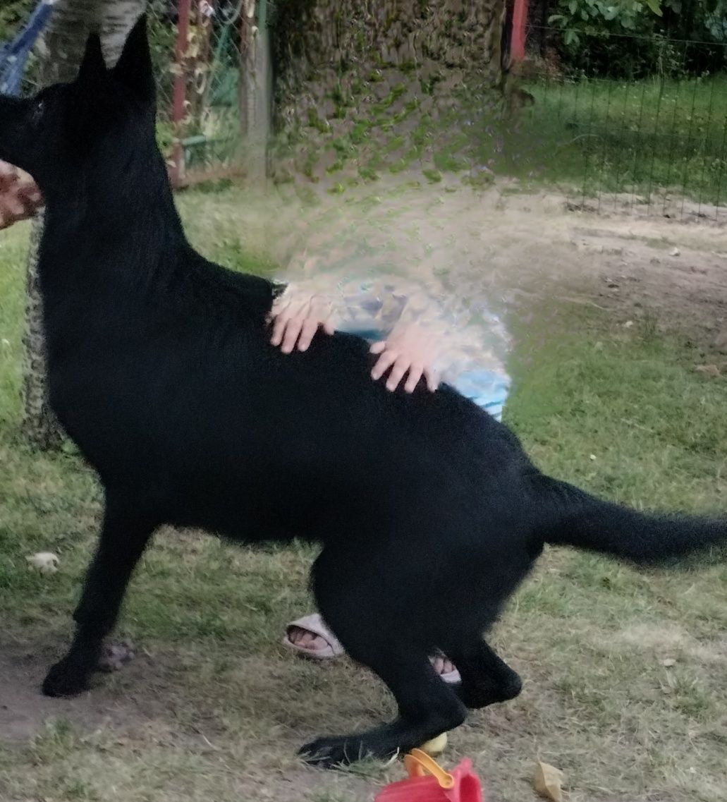 Owczarek Niemiecki krótkowłosy