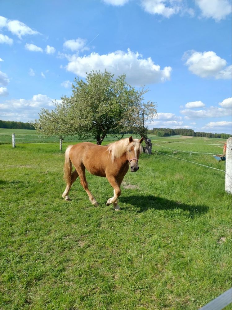 Klacz Typ Zimnokrwisty Kasztanka
