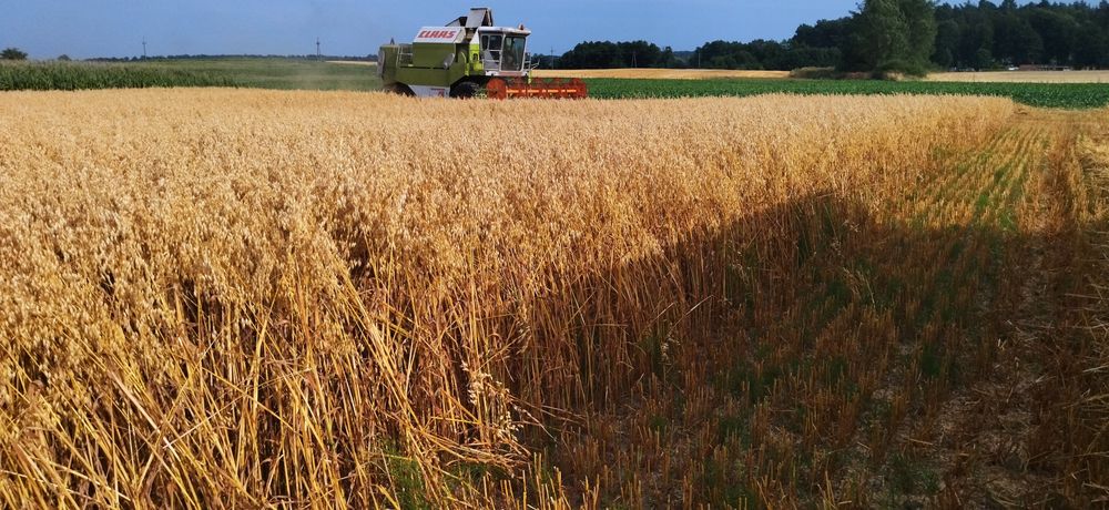oczyszczone ozime zimowe wszystkie gatunki transport wysyłka osobisty