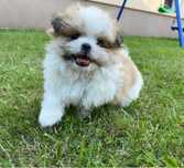 Shih-tzu wspaniala dziewczynka
