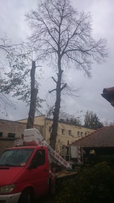 Wycinka drzew Poznań , Puszczykowo, Komorniki i okolice