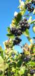 Aronia owoce ekologiczne