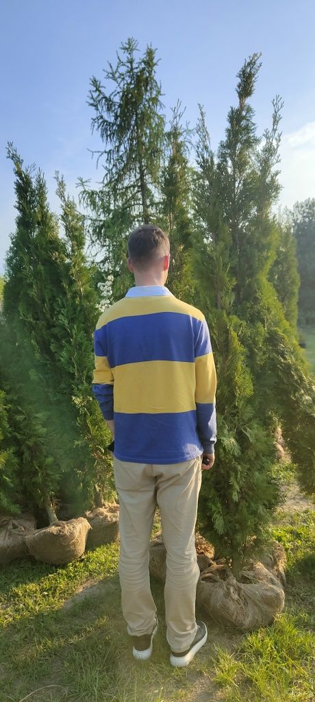 Tuja Szmaragd 190-220 cm