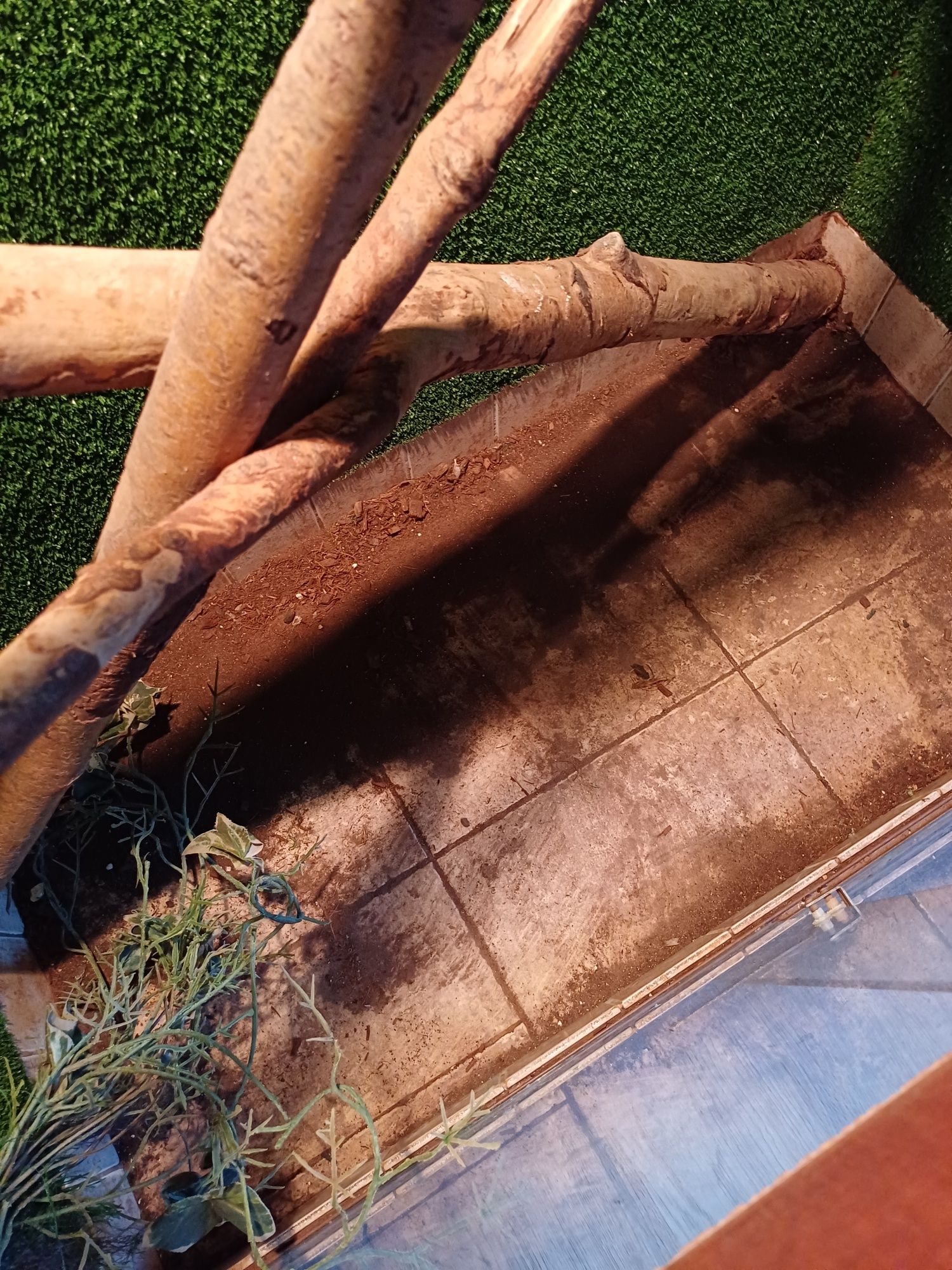 Terrarium Sprzedam