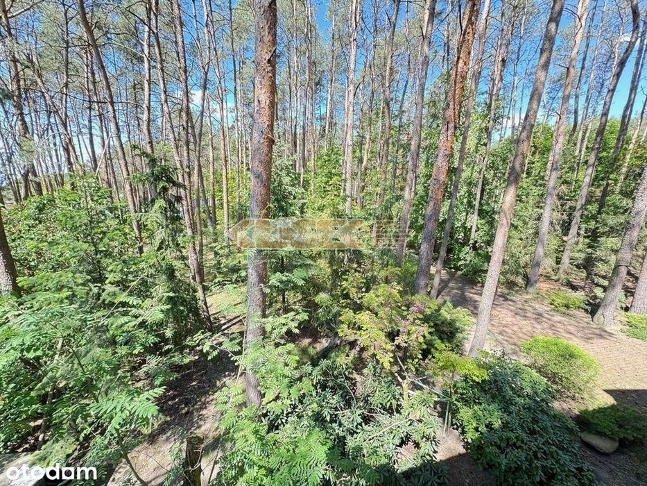 działka 2581m2 dom 100m2 w lesie