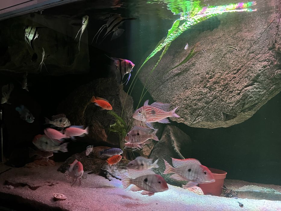 Akwarium 1100l tło strukturalne filtr ryby