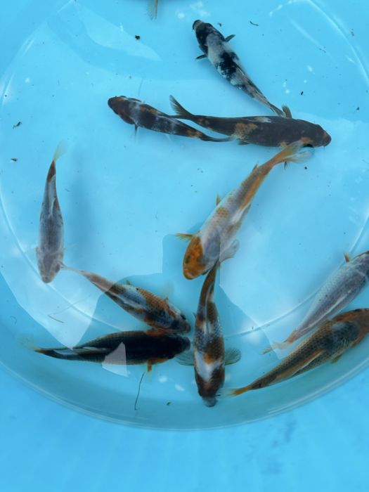 Carpa koi criação 2024