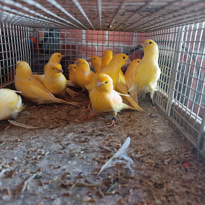 Vendo canários criados em viveiro