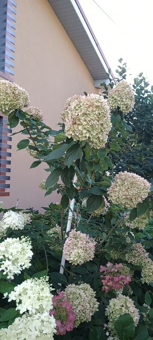 Гортензія волотиста різні сорти