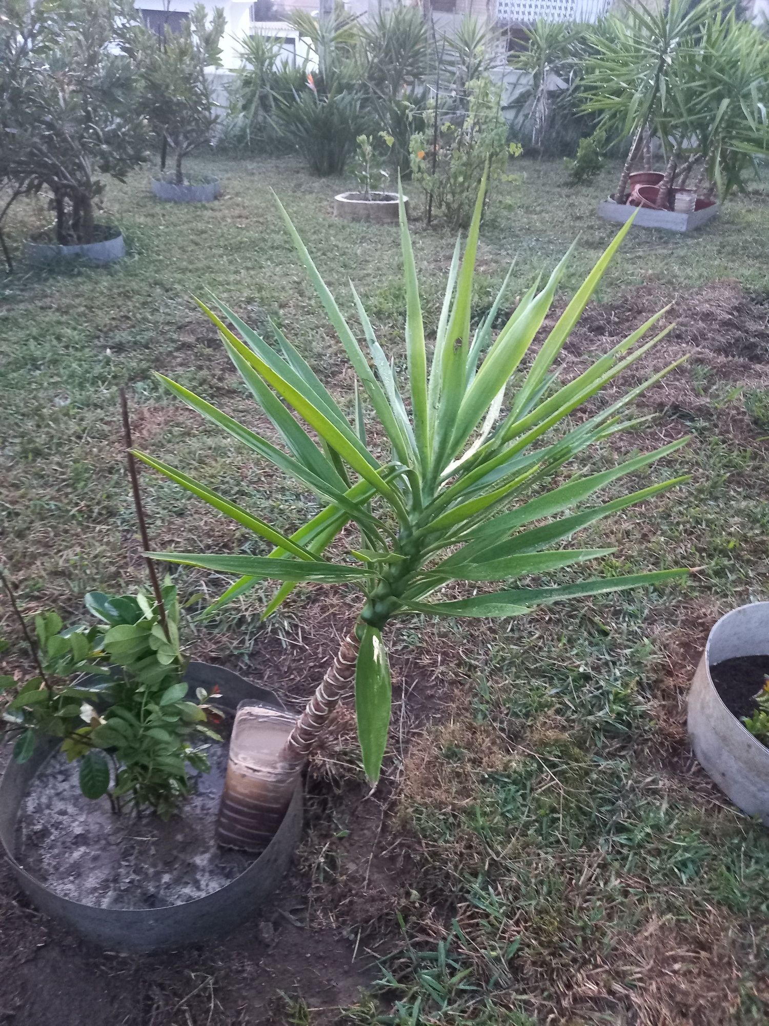 Palmeira de Yuca