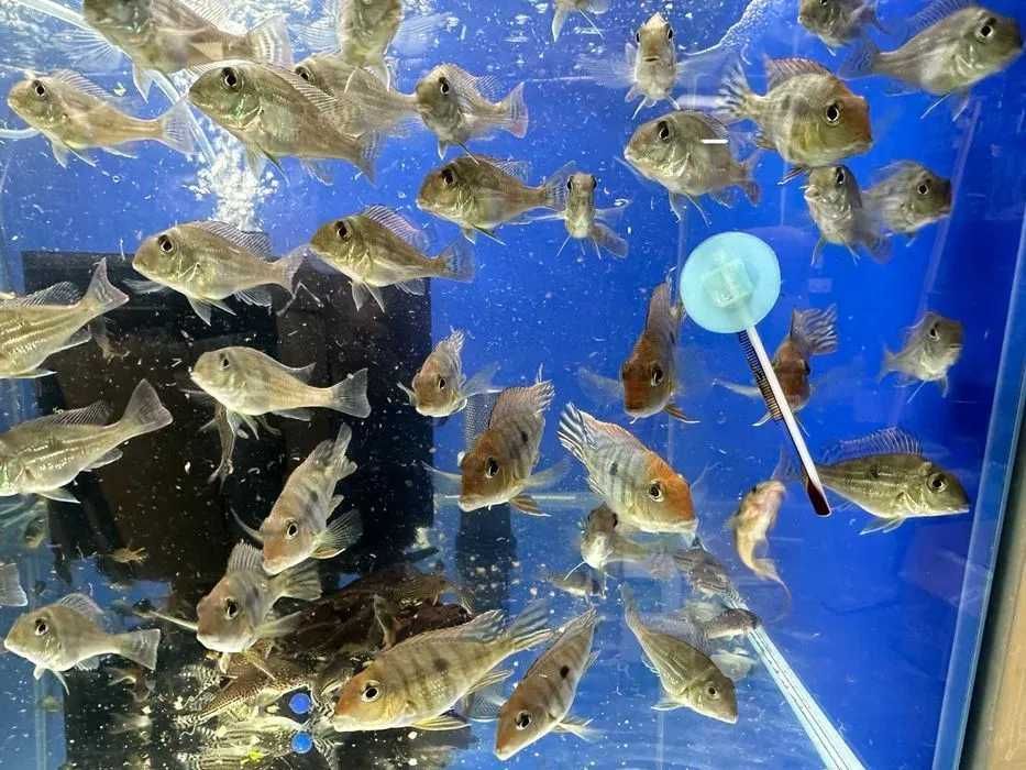 Ziemiojad Sveni (Geophagus sveni)