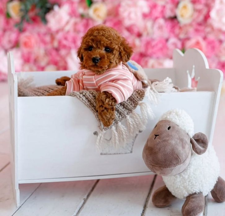 Дівчинка квіточка.ред браун