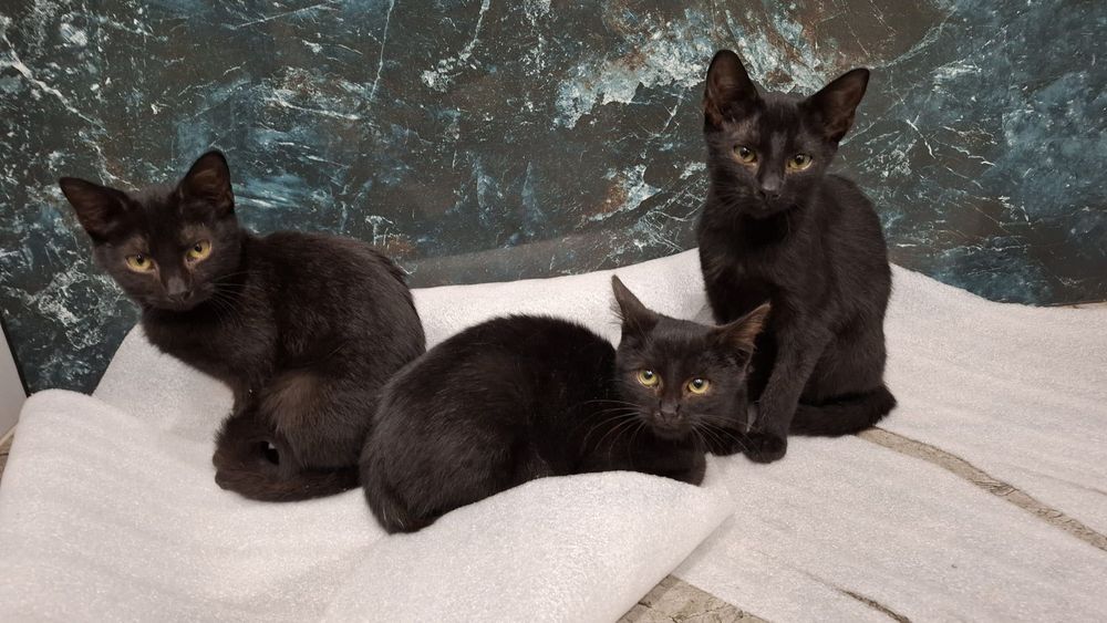 Oddam w dobre ręce trzy urocze kotki