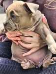 American bully ABKC suczka gotowa